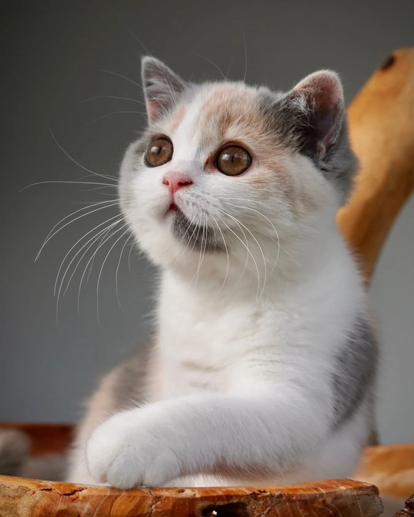 Lemmenjoki National Park